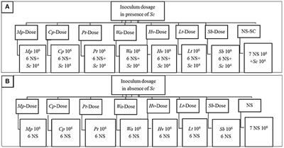 Investigating the Effect of Selected Non-Saccharomyces Species on Wine Ecosystem Function and Major Volatiles